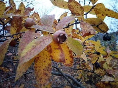 Crataegus germanica, photographed by Vladimír Fuka