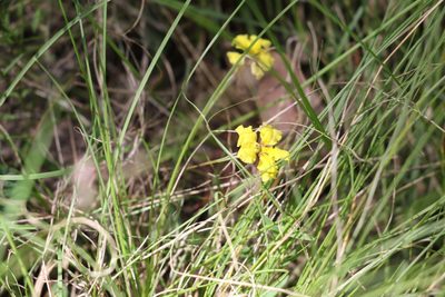 Goodenia hederacea, photographed by Greg Tasney