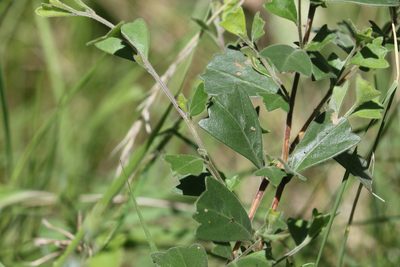 Dodonaea triangularis, photographed by Greg Tasney