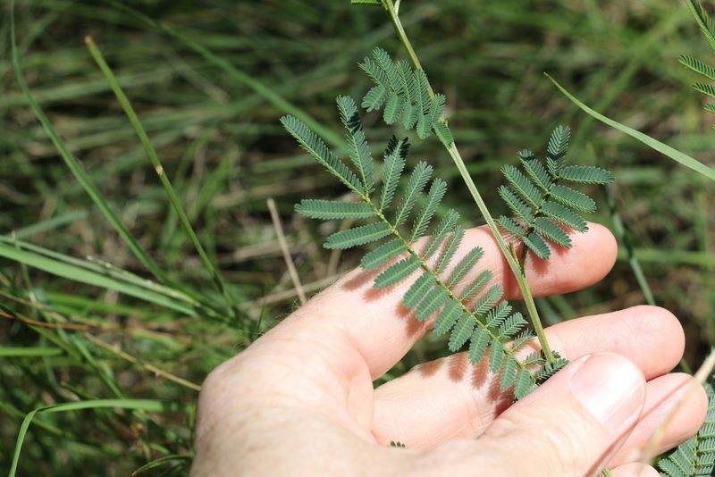 Acacia loroloba, photographed by Greg Tasney