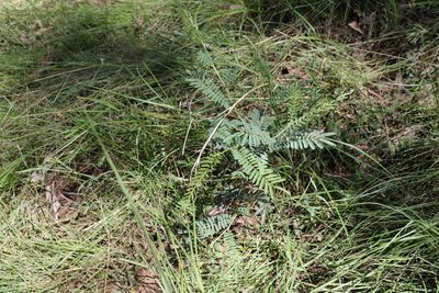 Acacia loroloba, photographed by Greg Tasney
