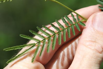 Acacia loroloba, photographed by Greg Tasney