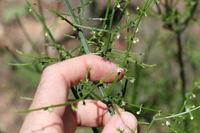 Teucrium junceum, photographed by Greg Tasney