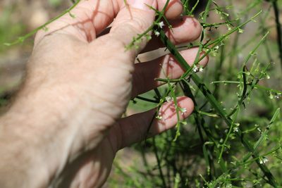 Teucrium junceum, photographed by Greg Tasney