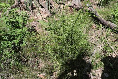 Teucrium junceum, photographed by Greg Tasney