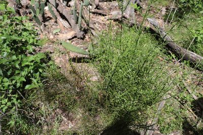 Teucrium junceum, photographed by Greg Tasney