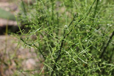 Teucrium junceum, photographed by Greg Tasney