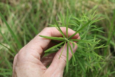 Cassinia straminea, photographed by Greg Tasney