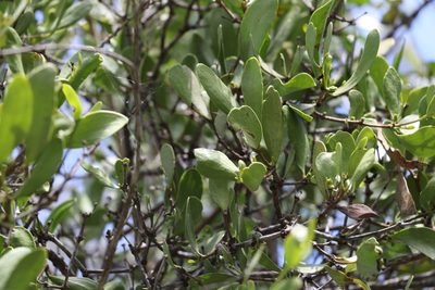 Amyema conspicua, photographed by Greg Tasney