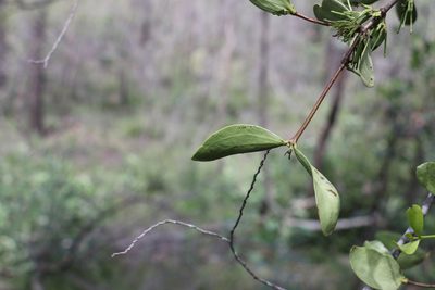 Amyema conspicua, photographed by Greg Tasney