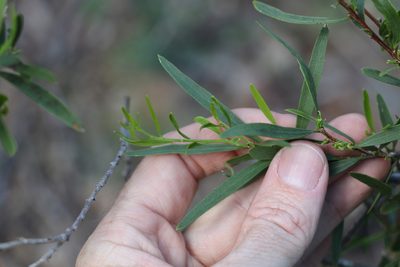 Denhamia cunninghamii, photographed by Greg Tasney