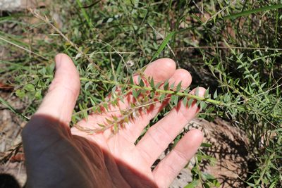 Acacia amblygona, photographed by Greg Tasney