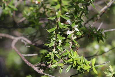 Styphelia trichostyla, photographed by Greg Tasney