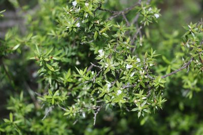 Styphelia trichostyla, photographed by Greg Tasney