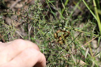 Acacia amblygona, photographed by Greg Tasney