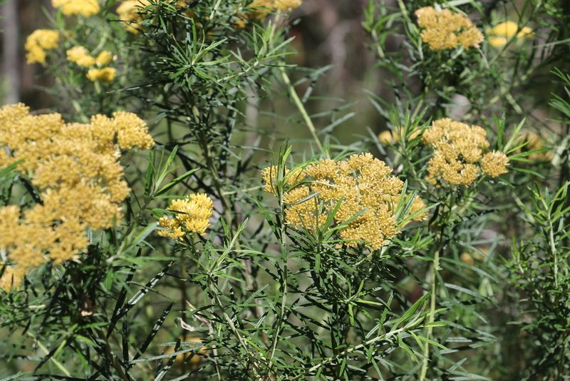 Cassinia straminea, photographed by Greg Tasney
