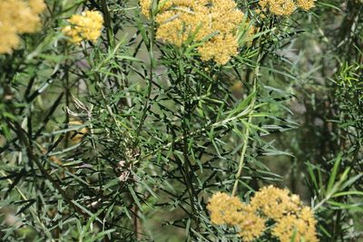 Cassinia straminea, photographed by Greg Tasney