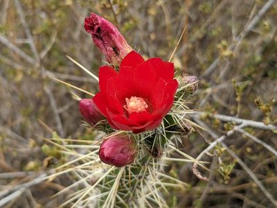 Corryocactus erectus, photographed by Zoltán Stekkelpak