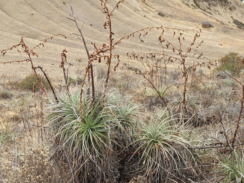 Puya ferruginea, photographed by Zoltán Stekkelpak