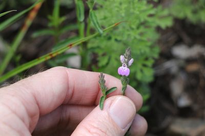Justicia adscendens, photographed by Greg Tasney