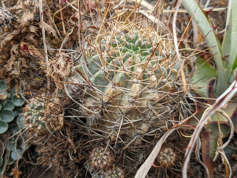 Lobivia hertrichiana, photographed by Zoltán Stekkelpak