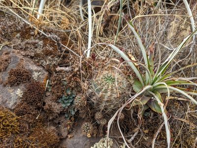 Lobivia hertrichiana, photographed by Zoltán Stekkelpak