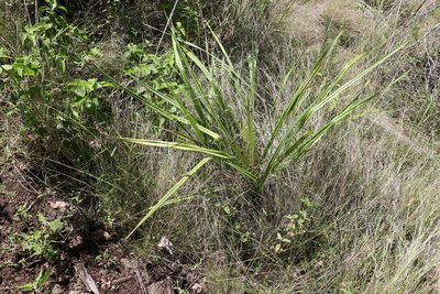 Dianella brevipedunculata, photographed by Greg Tasney