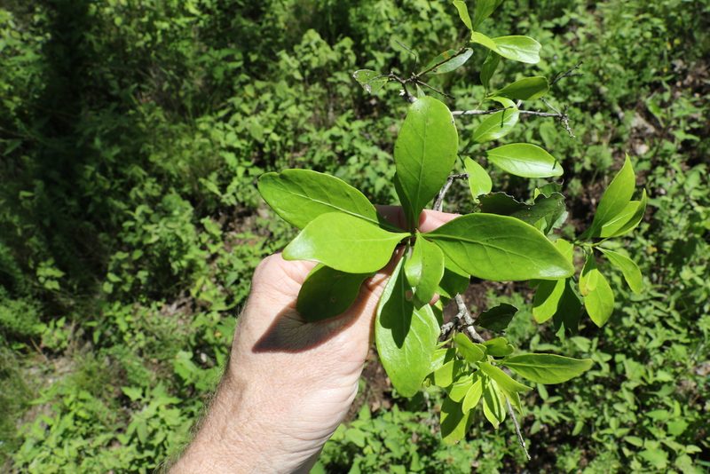 Denhamia disperma, photographed by Greg Tasney