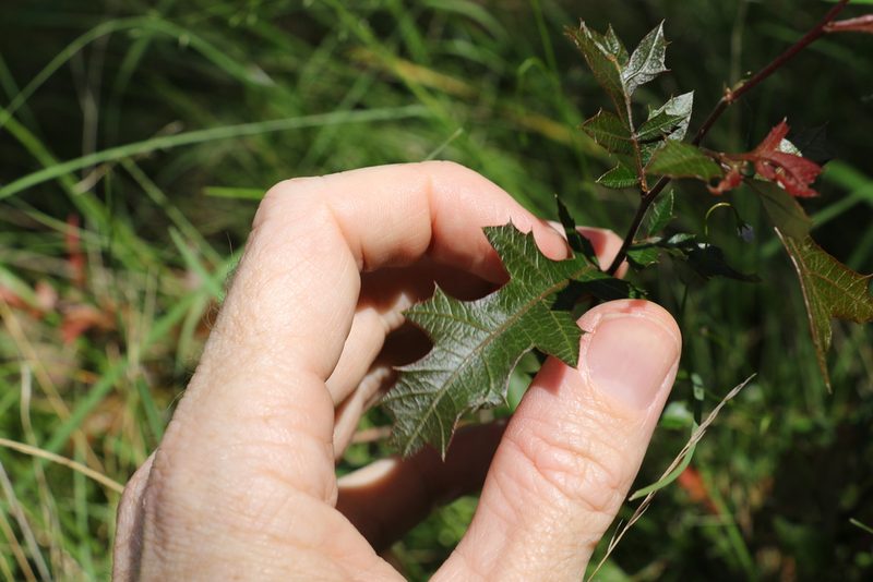 Alectryon pubescens, photographed by Greg Tasney