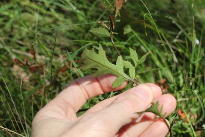 Alectryon pubescens, photographed by Greg Tasney