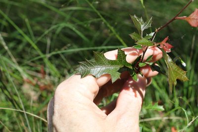 Alectryon pubescens, photographed by Greg Tasney