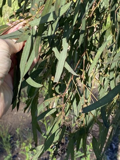Eucalyptus crebra, photographed by Greg Tasney
