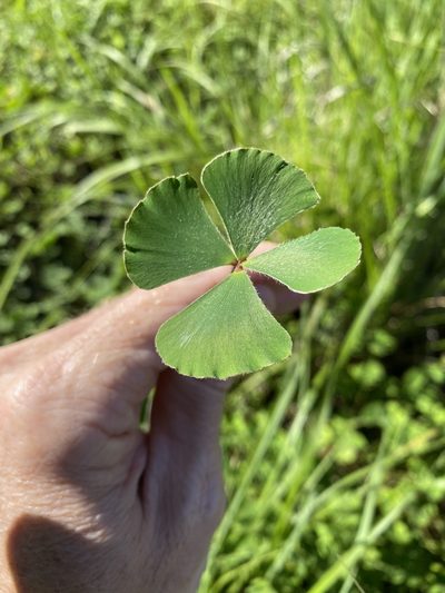 Marsilea hirsuta, photographed by Greg Tasney