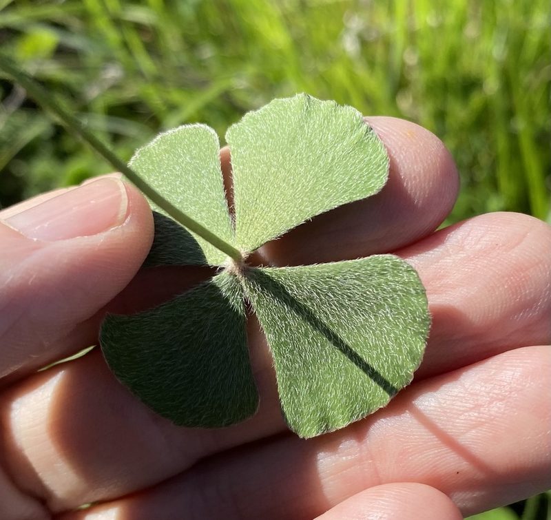 Marsilea hirsuta, photographed by Greg Tasney