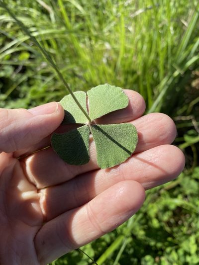 Marsilea hirsuta, photographed by Greg Tasney