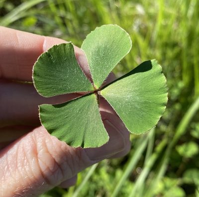 Marsilea hirsuta, photographed by Greg Tasney