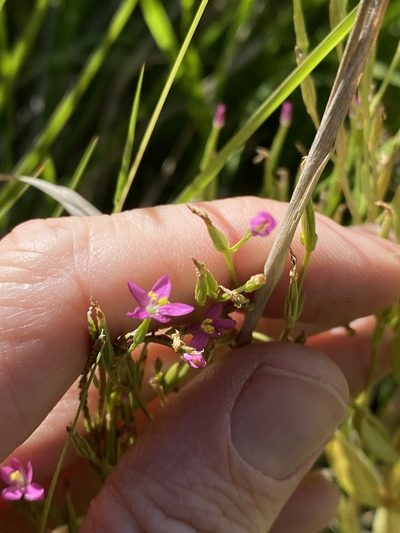 Schenkia australis, photographed by Greg Tasney
