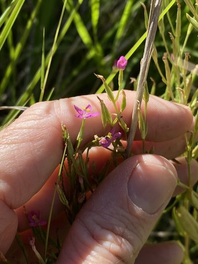 Schenkia australis, photographed by Greg Tasney