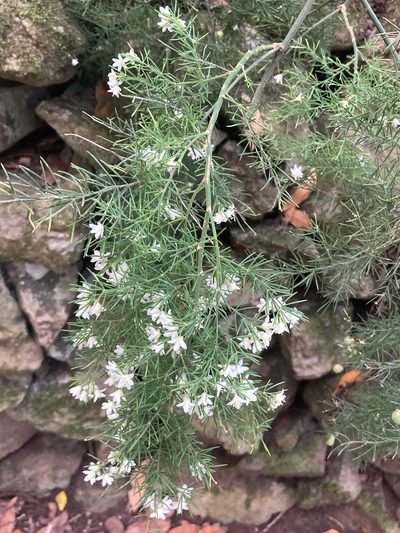 Asparagus fallax, photographed by John Kenrick Gibson