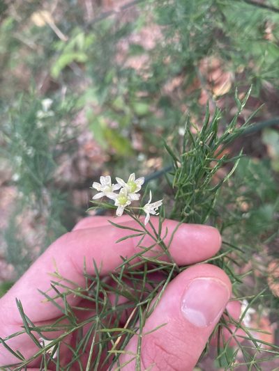 Asparagus fallax, photographed by John Kenrick Gibson