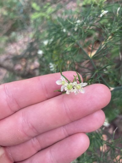 Asparagus fallax, photographed by John Kenrick Gibson