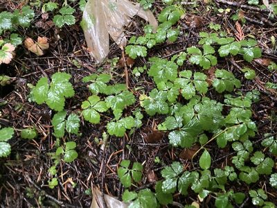Rubus pedatus, photographed by Caleb Catto