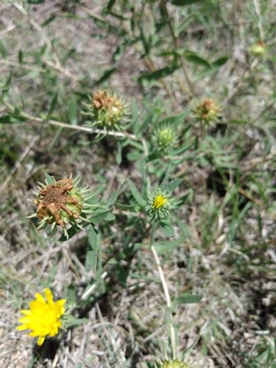 Grindelia brachystephana, photographed by florsoteras