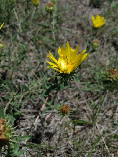 Grindelia brachystephana, photographed by florsoteras