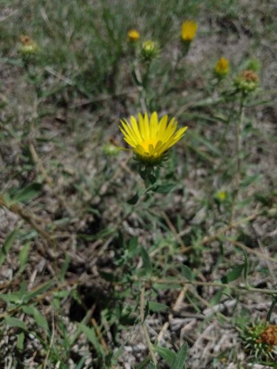 Grindelia brachystephana, photographed by florsoteras