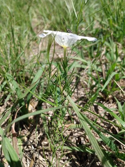 Nierembergia rigida, photographed by florsoteras