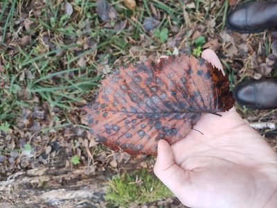 Ulmus laevis, photographed by eustreptospondylus