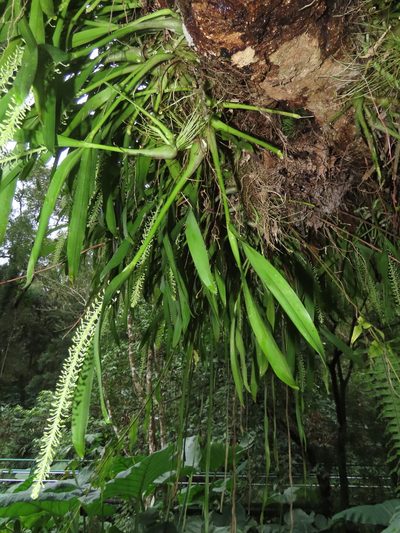 Liparis condylobulbon, photographed by chiuluan