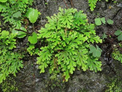 Selaginella moellendorffii, photographed by chiuluan