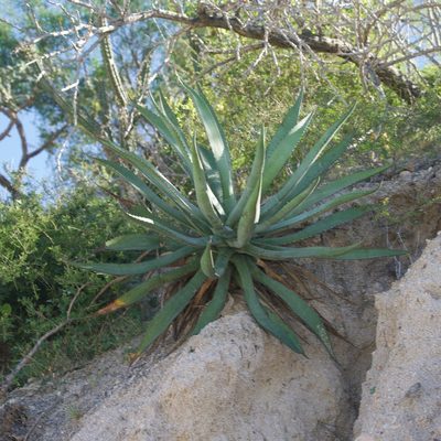 Agave aurea, photographed by Bill Levine